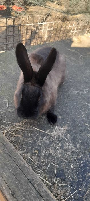 KUNA Wielka Brązowa i Niebieska