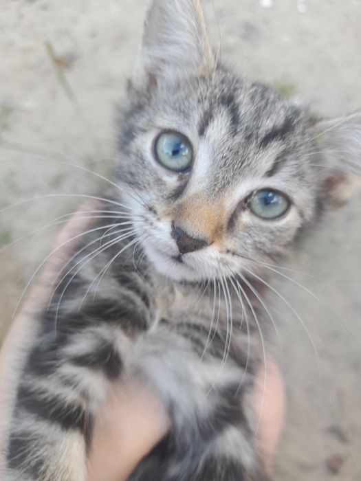 Віддам кошенят 2,5 місяців 5 кошенят