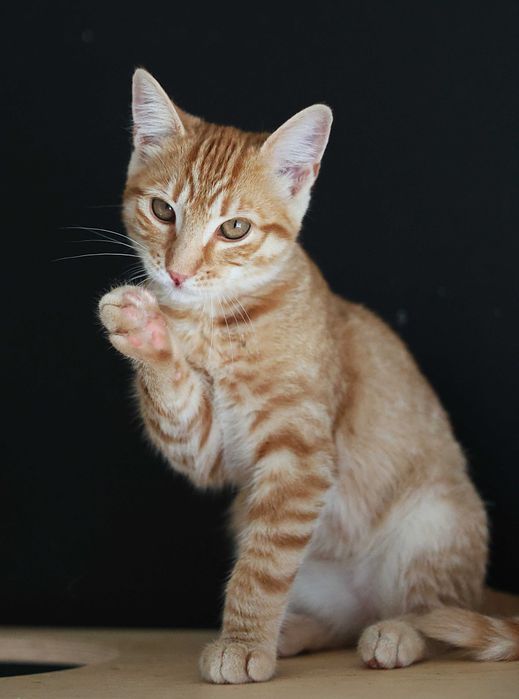 Ray i Neo czekają na swojego Człowieka.