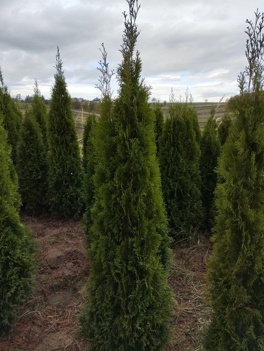 Thuja Szmaragd gęsty 120-130cm Kraków