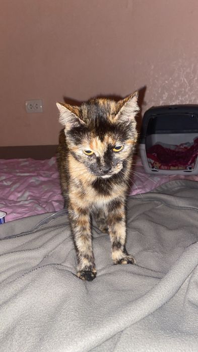 Котёнок девочка в добрые руки!