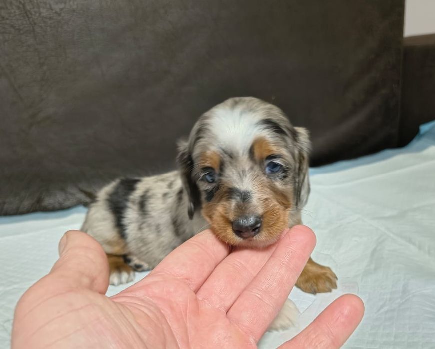 Jamniczek miniaturowy długowłosy merle