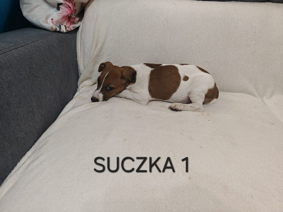 Suszka Jack Russell Terrier