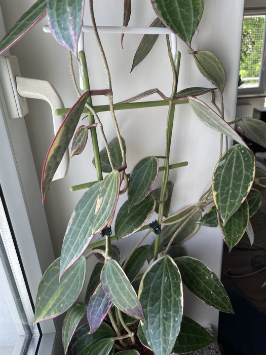 Hoya mix wibergie, callistiphylla, macrophylla, sabah… cięte węzły