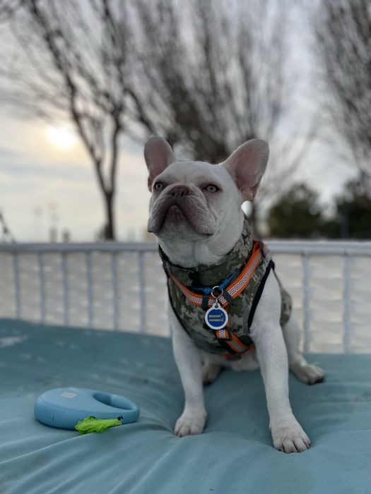 Предлагается для вязки французский бульдог Lilac Tan под кремом!