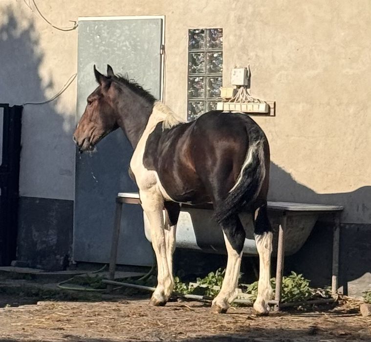 Sprzedam ogierka 9-miesięcy