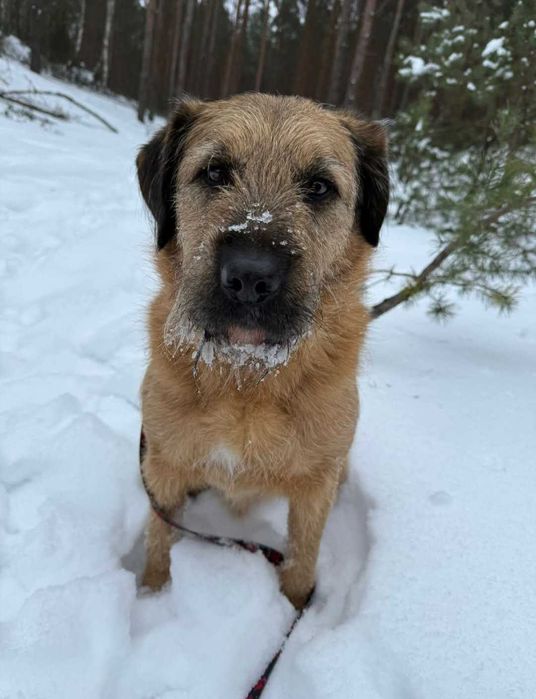 Bono - mądry szorściak szuka domu