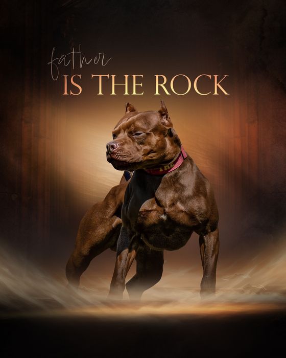 Пітбуль хлопчик Мартінс та Кевін