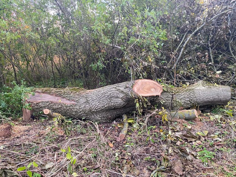 Orzech włoski 60cm średnicy