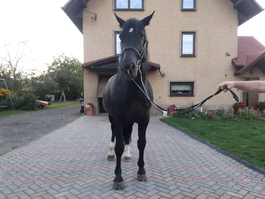 Ogier śląski Iriss z licencją 81pkt.
