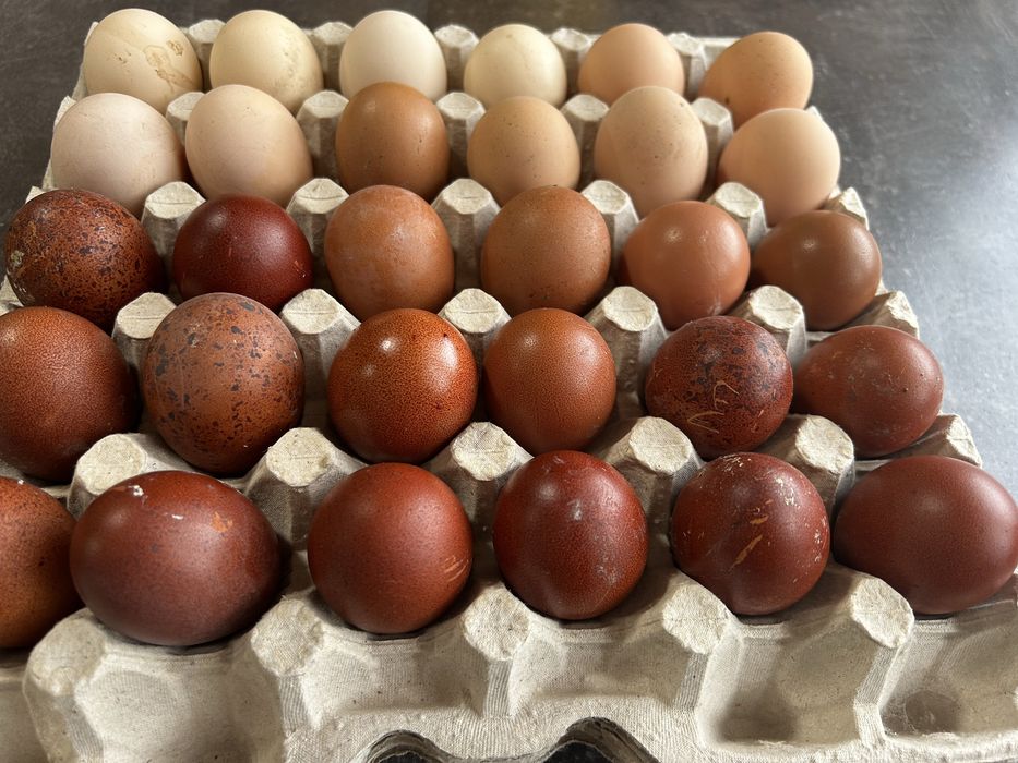 Продам ія марана чорно-мідного