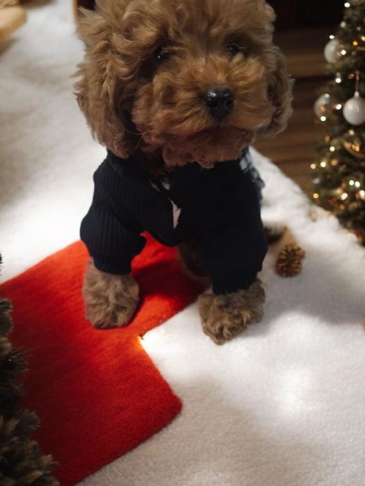 Pudel Toy miniaturka samiec po 2 szczepieniu do odbioru bad genetyczne