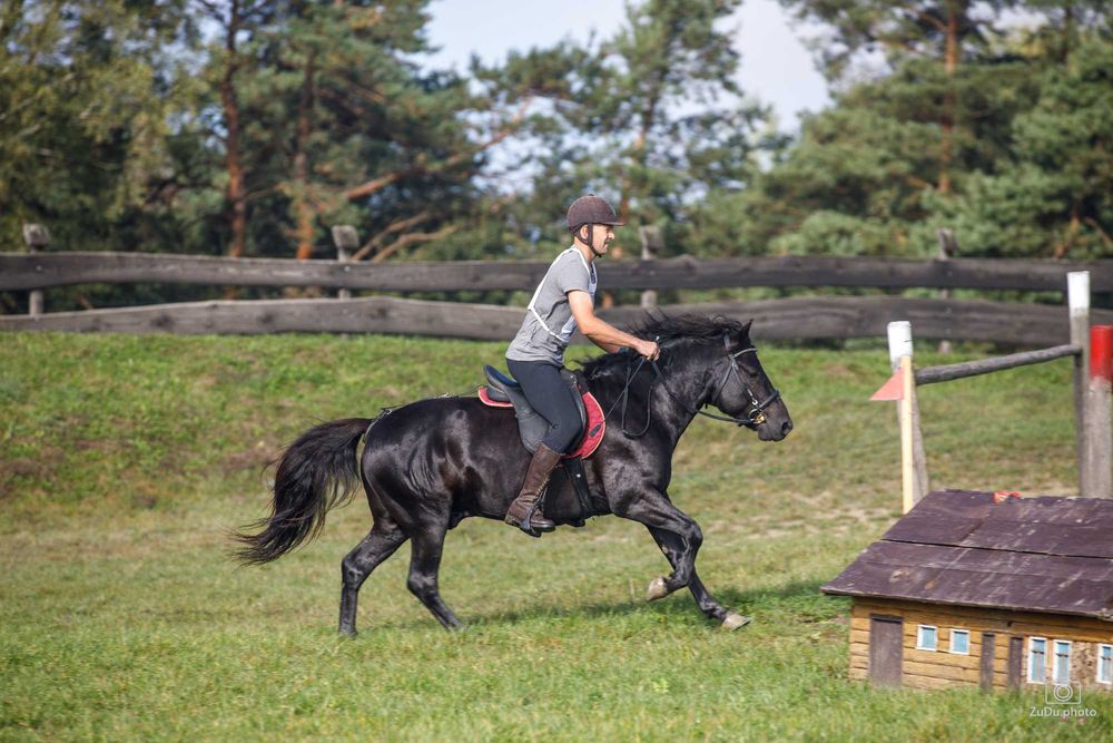 Stanówka ogierem Grymas-O huculskim krycie hucuł huculski ogier hucuł