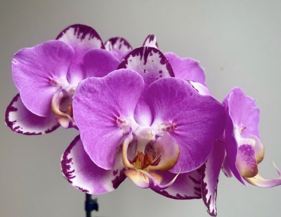 Phalaenopsis Strawberry Chocolate (орхідея метелик)