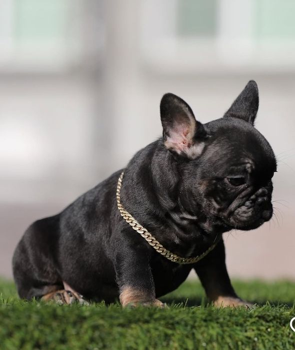 Чудова красуня Black tan