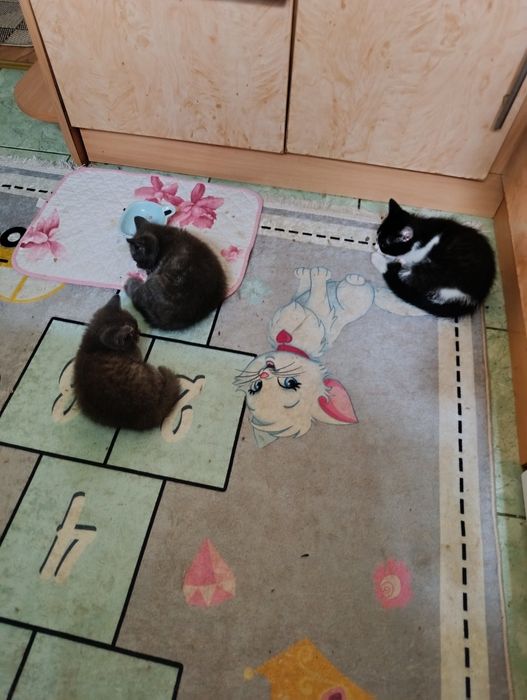 Кошенята в добрі руки