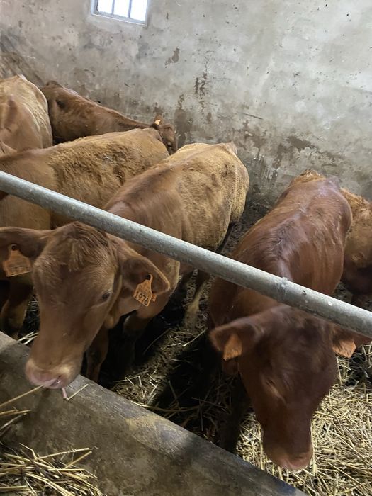 Vitelas Angus Top