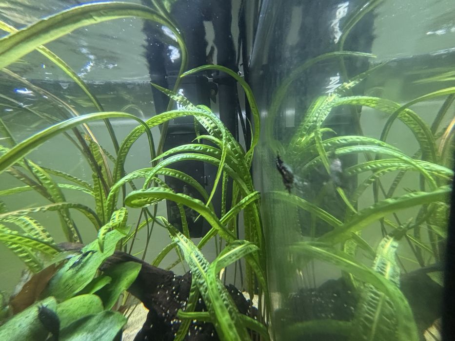 Camarões Azuis - neocaridina