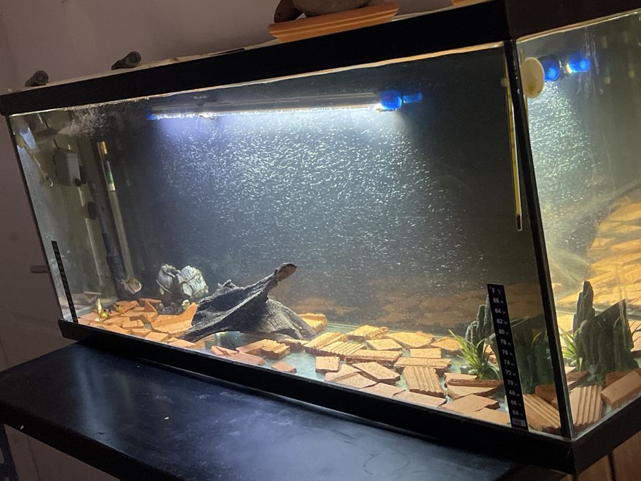 Peixes kinguios