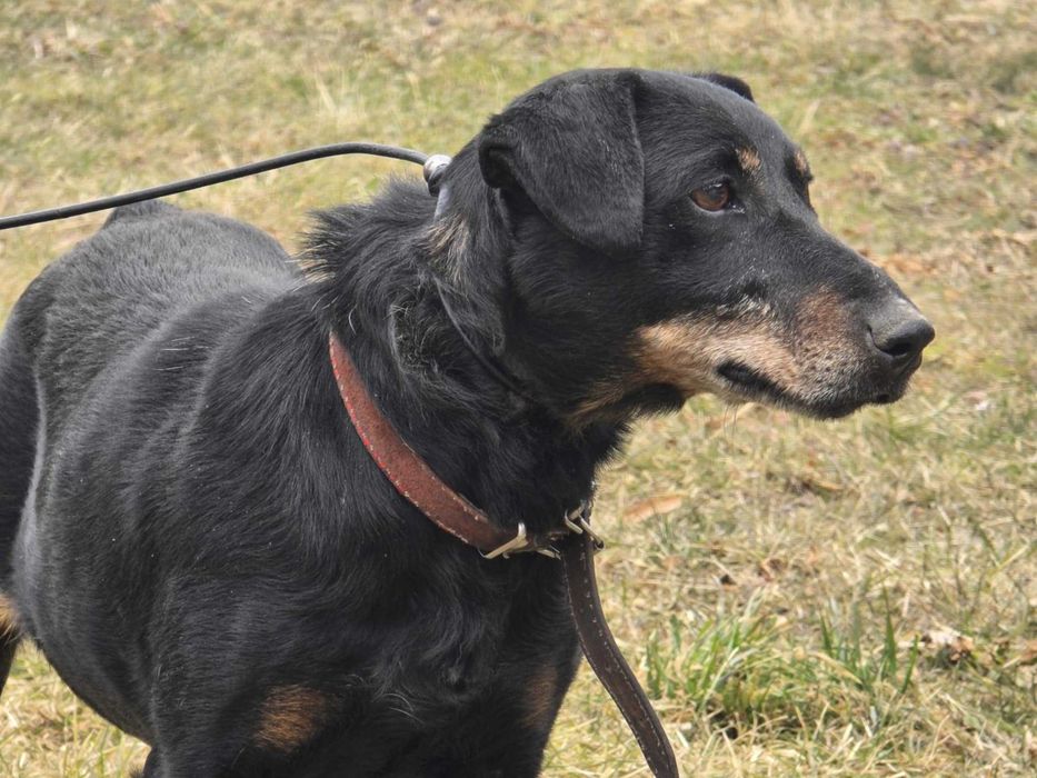 Airon - piesek w typie jagdteriera do adopcji