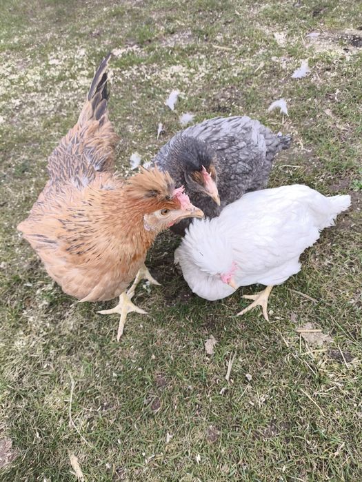 Kury green shell i dark Shell