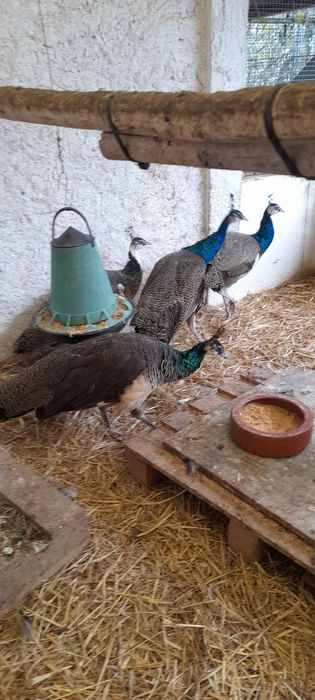 Pavões, filhos de Pavoa Real Indiano, e  pavão branco