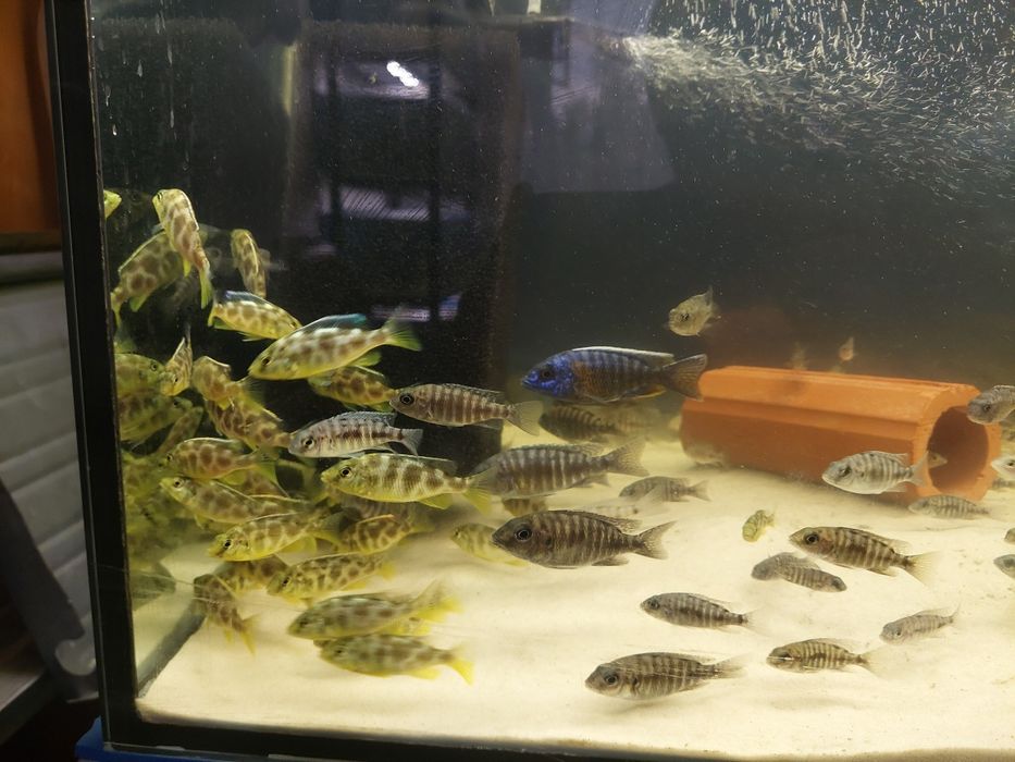 Aulonacary Red Empress