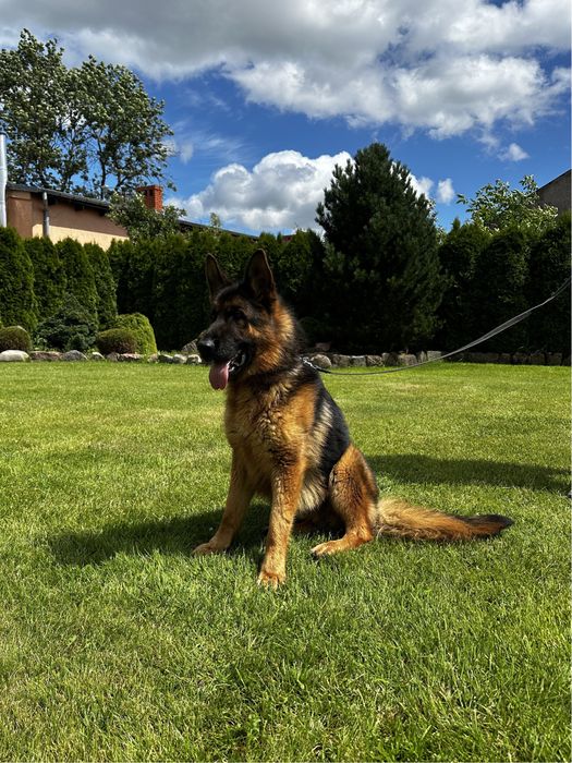 Owczarek Niemiecki / Młody PIES / Rodowód FCI / Krótkowłosy