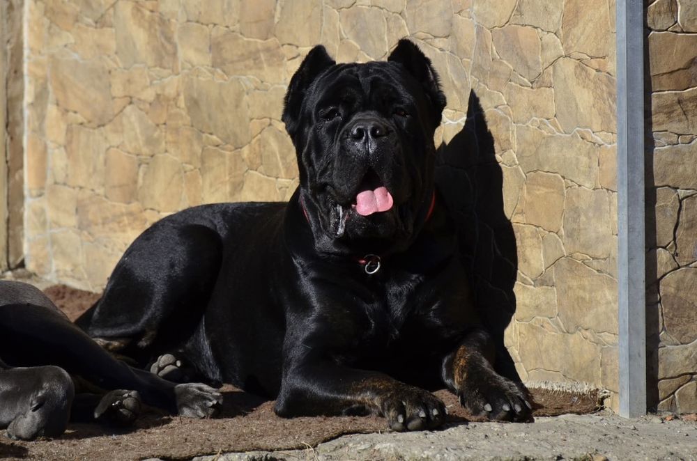 Cane Corso ZKwP FCI