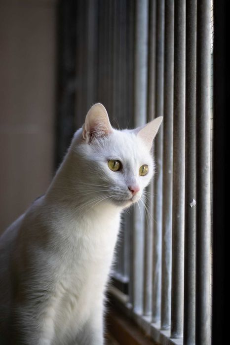 Eliot z Doliny Dolistówki