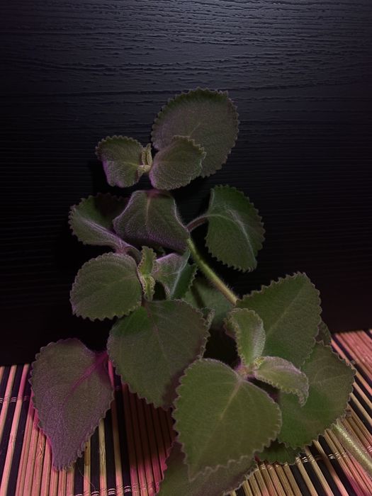 oregano argętynskie /mięta  piękny okaz do ukorzenienia