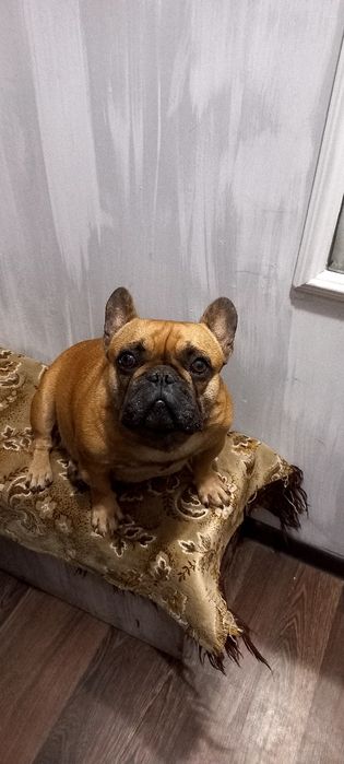 Французский бульдог дівчинка