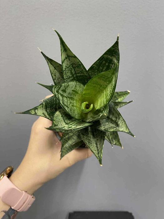 Sansevieria Erlandel Crown Sansewieria Doniczka 9 cm