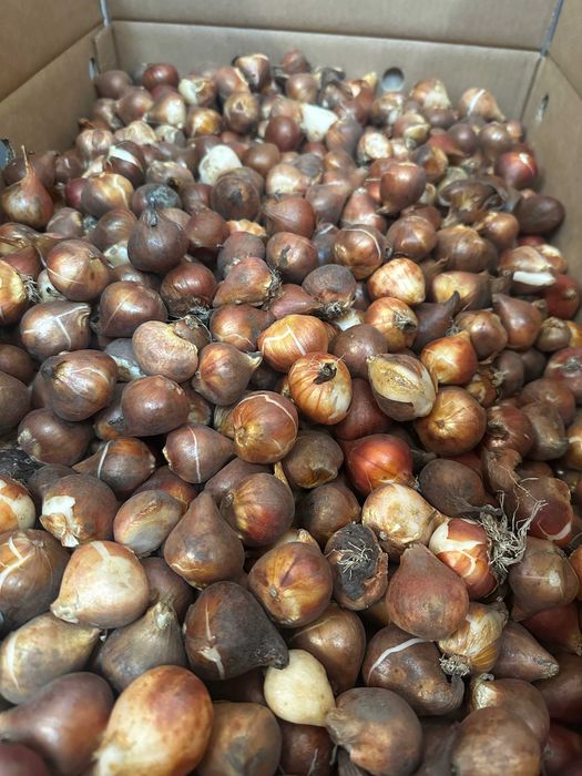 TULIPANY XL Mix Cebulki TULIPANÓW TULIPAN DUŻE Kwiaty wiosenne kolory