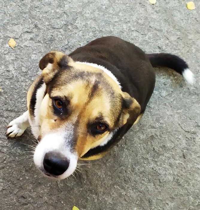 Собака яку покинули у селі та виїхали  дружить з дітьми