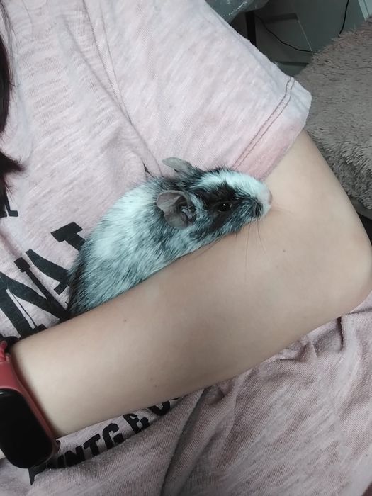 Koszatniczka do adopcji