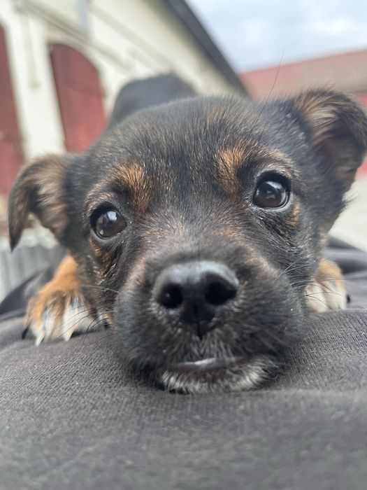 Szczeniak do oddania