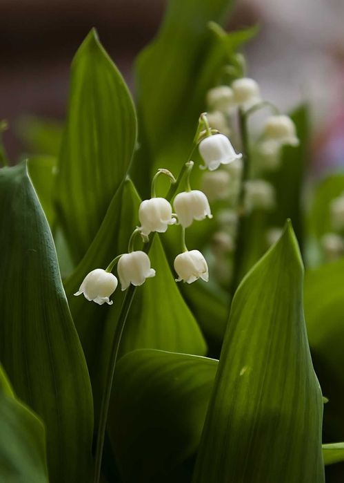 Konwalia majowa - byliny Flora Szczecin