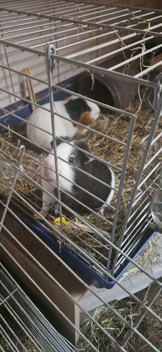 Świnki morskie oddam