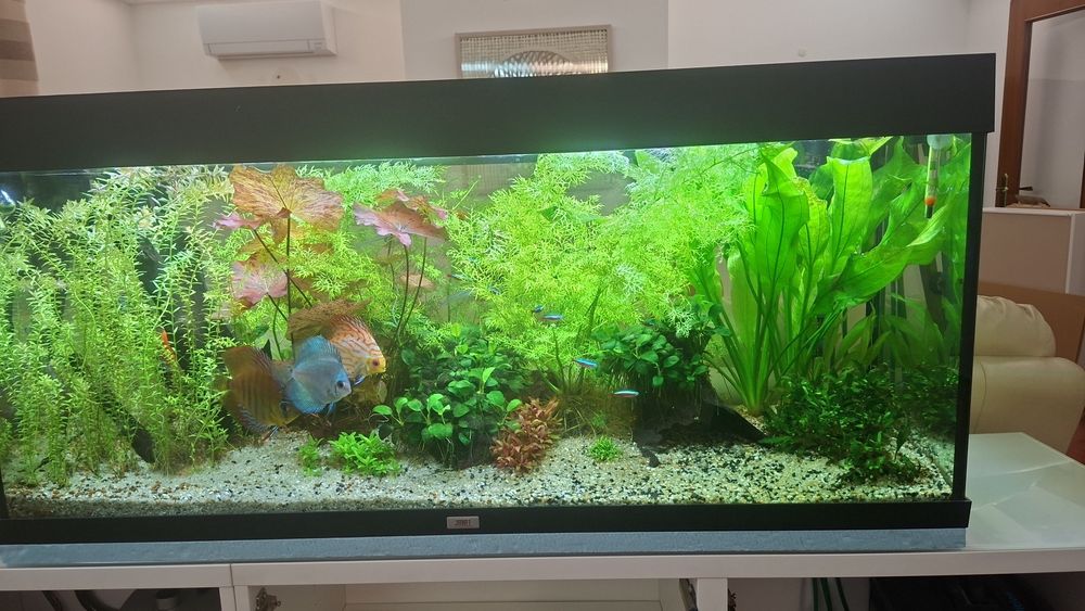 Aquário Juwel de 240 litros com filtro Eheim profissional 3