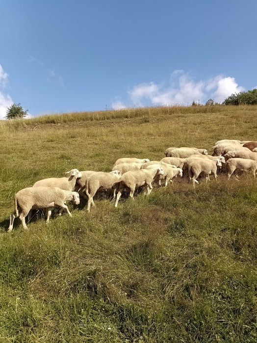 Jagnice Lacaune do chowu – super genetyka, owce mleczne