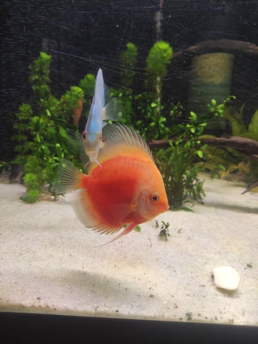 Discus (várias estirpes)