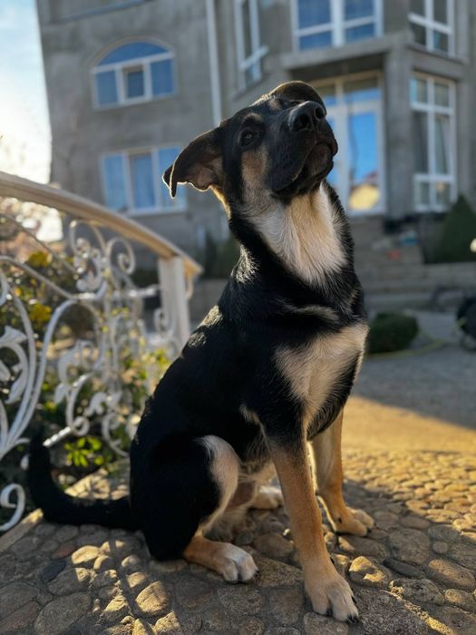 Отдам в добрые руки метиса овчарки