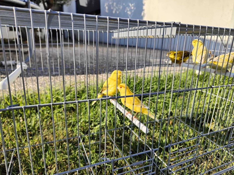 Canários Amarelos Satiné e Melânicos de 2026