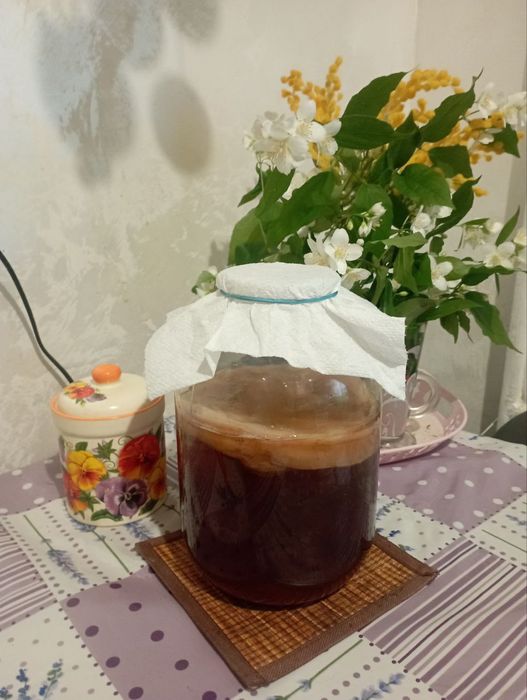 Чайний гриб Камбуча