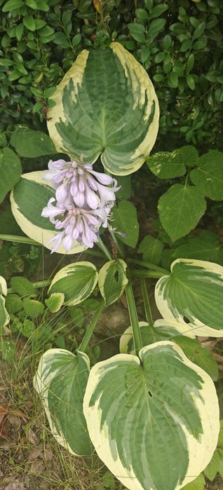 Hosta  - funkia  bylina do cienia