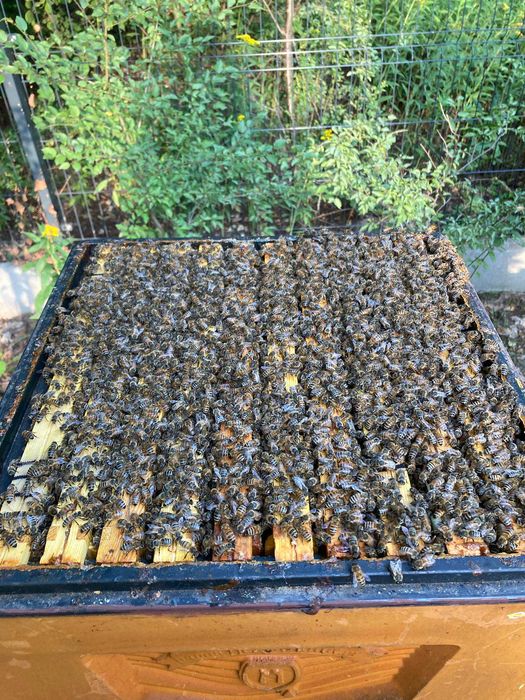 Rodziny pszczele 2025 Krainka Sklenar buckfast ramka Wielkopolska