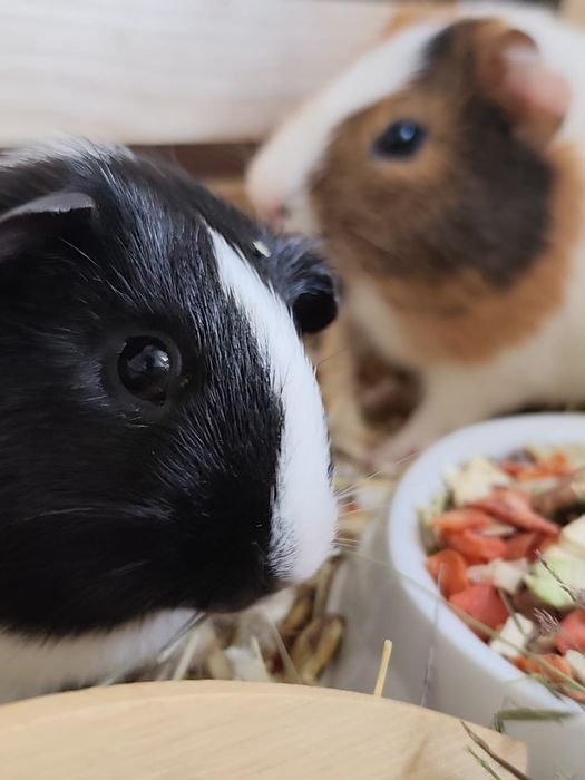 Świnki morskie – 2 samiczki, oswojone, 1,5 miesiąca
