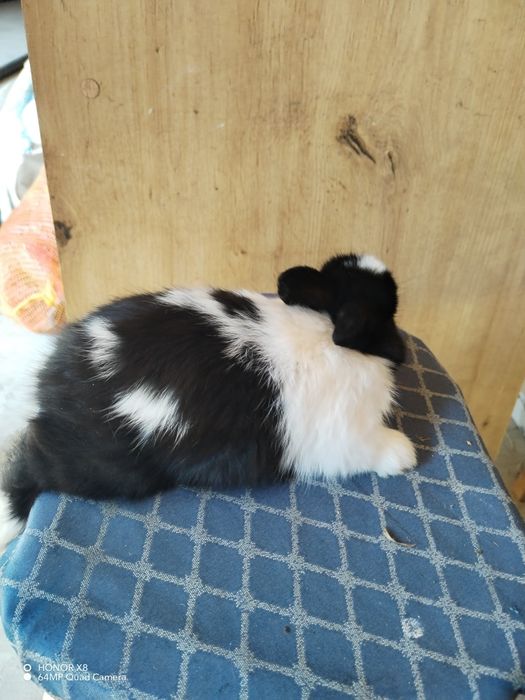 Coelhos anões dóceis