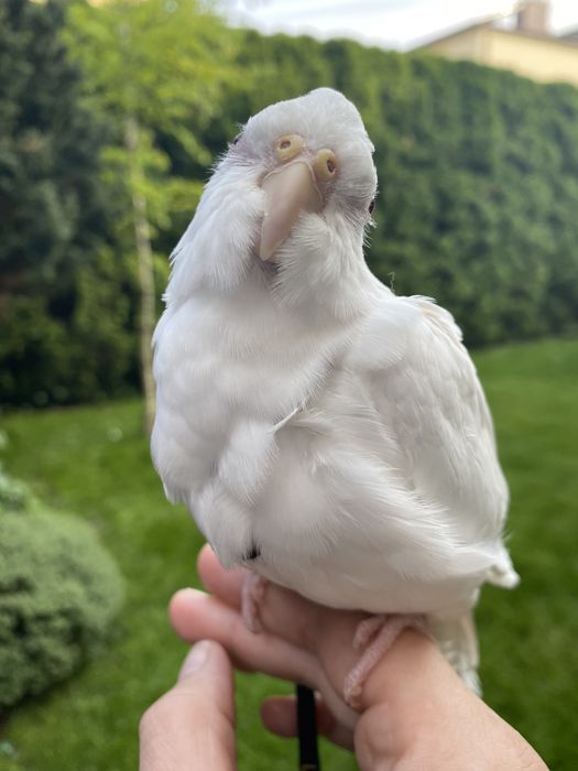 Papugi nimfy, ręcznie karmione, super oswojone